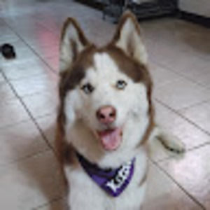 Meet your Posher, Pine